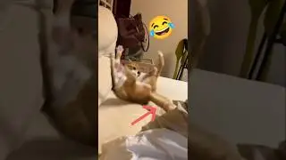 Cats Fighting Their Tails &ndash; Try Not to Laugh Challenge! 😹