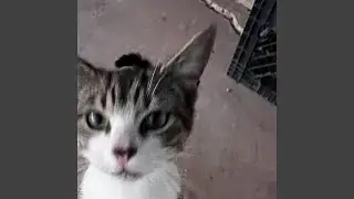 Kitty Couture