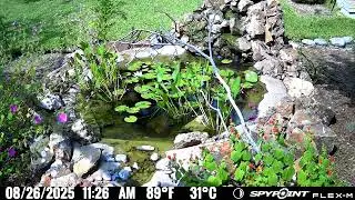 TinaTheTurtle Checking Walk Safety