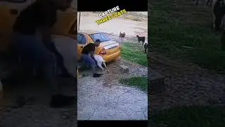 Goat thief 🤷 #shorts