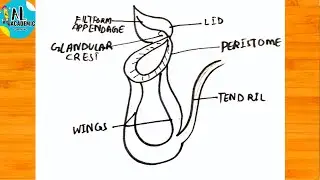 How to draw Pitcher Plant I Pitcher Plant Diagram | How to draw Pitcher Plant with Colour
