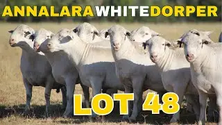 Lot 48 | Annalara White Dorper 2025 Ram Sale