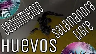 Seguimiento: Huevos de Salamandra Tigre parte 5/6  (Ambystoma tigrinum)