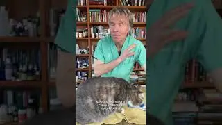 STOP Fleas Holistically with this! #Shorts
