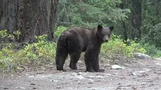 Icicle Creek hike 08062020 bear C1250