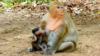 Surprise Fresh Milk Baby Daniela | Poorest Baby Showed Feeling Hungry & Request Dana For Milk.