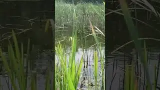 Reconnecting with Serenity: Unwind and Recharge on a Breathtaking Nature Walk #shorts