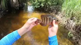 SOUTH FLORIDA CREEK FISHING with crazy biking Adventure