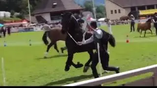 ROYAL WELSH SHOW