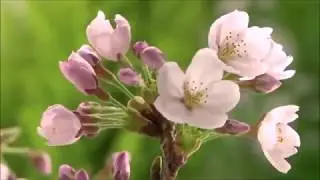 Frederic Chopin - Valsul Primaverii