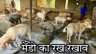 मेंडो का रख रखाव  How To Maintain Sheep? Tips by JD Goat Farm Mumbai
