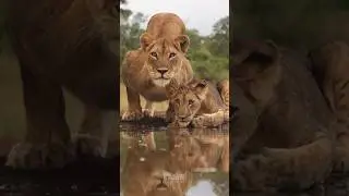 The mother lioness is always on alert ⚠️
