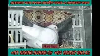 New vlog video Pigeon - কবুতর #kabutar #farming #farm #new 