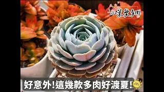 好渡夏多肉品種分享/輕鬆對付根粉介殼蟲/緩釋肥用起來真方便/渡夏數據分析/理枯葉聊聊天|多肉植物|小茉愛多肉|