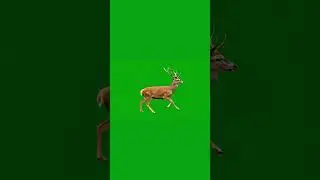 Deer Running Green Screen Effect #deer  #animals #wildanimals #chromakey #running #shorts