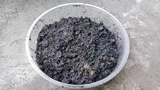 Title -Seed Germination Experiment (Peanut seed), Subject - Biology, Grade-12, Batch-1, Room-3