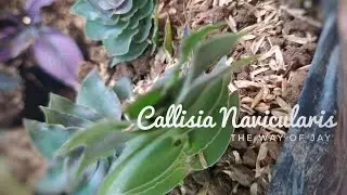 Succulent Propagation, Callisia Navicularis | A Creeping Succulent That Grows Upright