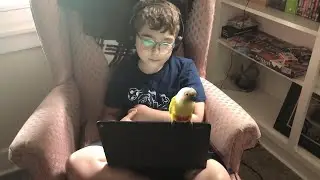 Parrot poops on laptop