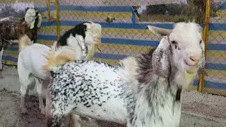 Heavy Andul And Khassi Goats | Samad Bhai Junnar | Umar Goat Farm.
