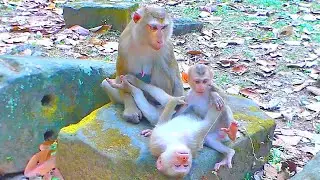 Luno family monkey, Mother Luna & sister Lucie, baby Luno staying together, but Luna won't stay long