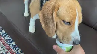 Waggy Zone Ice Cream Review feat. Whisky