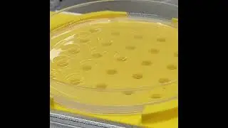 Opentrons OT2 viral titration using drop assays (detail)