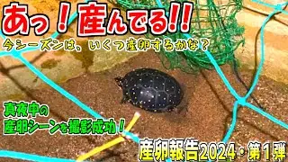 【亀の産卵①】産卵シーズン到来！今年はいくつの卵を産むのかな？【2024】