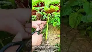 Use scissors to pick fresh vegetables in the vegetable patch