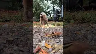 Timi's very distant cousin❤️🐿️🥰