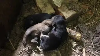Wyrzucona jak śmieć do szopy - tam urodziła i wychowywała szczenięta