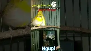 pancingan pleci memanggil teman cuit cuit