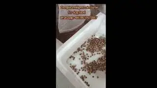 Optical Color Sorter for Gog Food separation #sorting #sortingmachine #colorsorter #machine