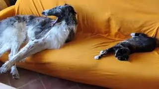 Barzoï avec chats / Borzoi with cats
