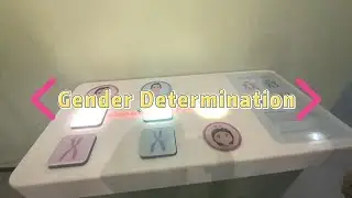 Chromosomes and Gender Determination Exhibit | Explore X Y Inheritance Patterns & Genetic Science