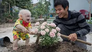 Baby Monkey Baba Excitedly Helps Dad Plant Flowers&hellip; But Is He Helping or Making a Mess?