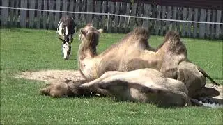 Zoo Wojciech&oacute;w - Wielbłąd Dwugarbny, Osioł Afrykański i Osioł Poitou - Park Zwierząt w Wojciechowie