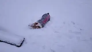 corgi snow angels