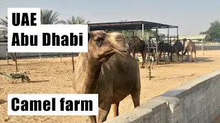 UAE, small camel farm near the city