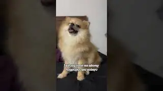 Wag nyo lang akong dalhin sa BETERINARYO 🥴🥴🥴 #funnyanimal #pomeranian #funnydog #dogoftheday