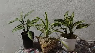 live #Livestream#kuldeepbonsai I am  terrace garden flowering plant and bonsai plant #live