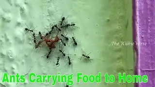 Ants Carrying Food to Home