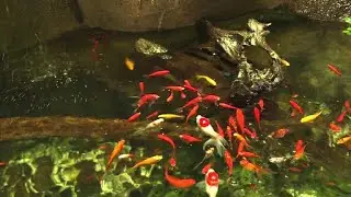 Neues Zuhause f&uuml;r versto&szlig;ene Goldfische