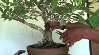 Уроки бонсай для начинающих: неудачная пересадка корней фикуса