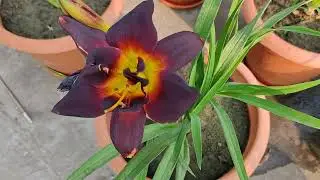 Daylily 