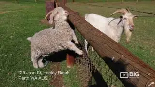Swan Valley Cuddly Animal Farm, a Tourist Attractions in Perth for Excursion or for Field Trip