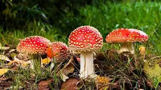 Beautiful nature 4#Alpharadius