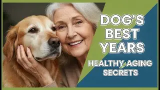 How to Maximize Your Senior Dog's Healthspan: Nutrition, Pain Management & Environmental Medicine