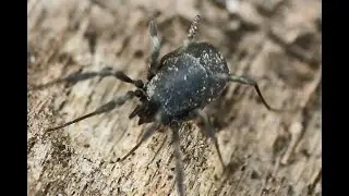 Hooiwagen Nemastoma dentigerum