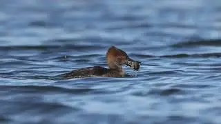 Harle couronn&eacute; - Hooded Merganser