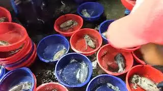The ULTIMATE Freshness Test! This Squid is So Clear, It's Sashimi Grade Perfect! 明發定置漁場 fresh fish 0
